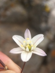 Oziroe biflora
