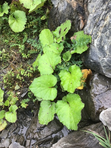 colt's-foot