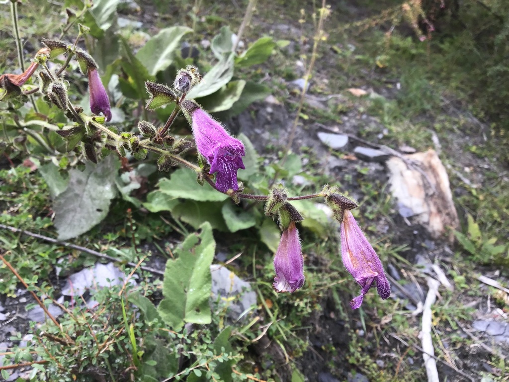 Salvia przewalskii; photograph (c) 王天明, some rights reserved (CC BY)