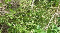 Isocarpha oppositifolia