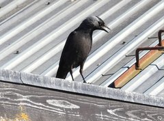 Corvus monedula
