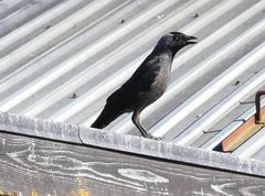 Corvus monedula