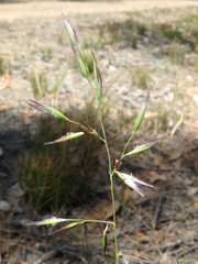 Rytidosperma clelandii