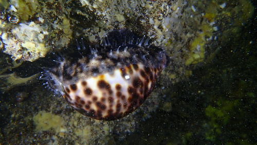 Cypraea tigris observed 2025-10-04