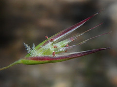Rytidosperma clelandii