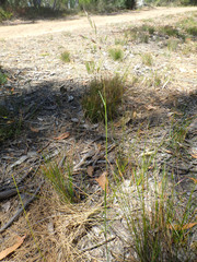Rytidosperma clelandii