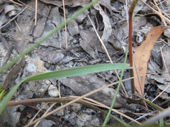 Rytidosperma clelandii