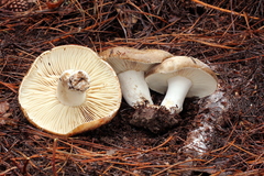 Russula dissimulans
