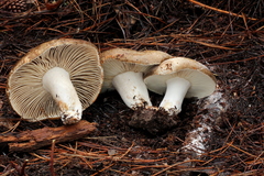 Russula dissimulans