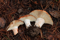 Russula dissimulans