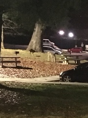 Odocoileus virginianus