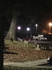 Odocoileus virginianus