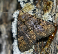 Metalectra quadrisignata