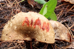 Russula dissimulans