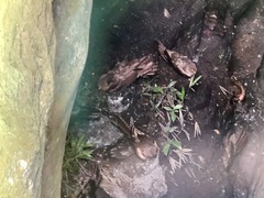 Steatornis caripensis