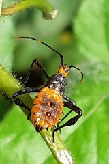 Leptoglossus gonagra