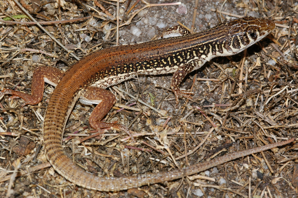 Nucras margaritae
