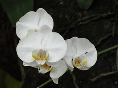 Phalaenopsis amabilis