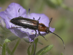Stenosphenus notatus