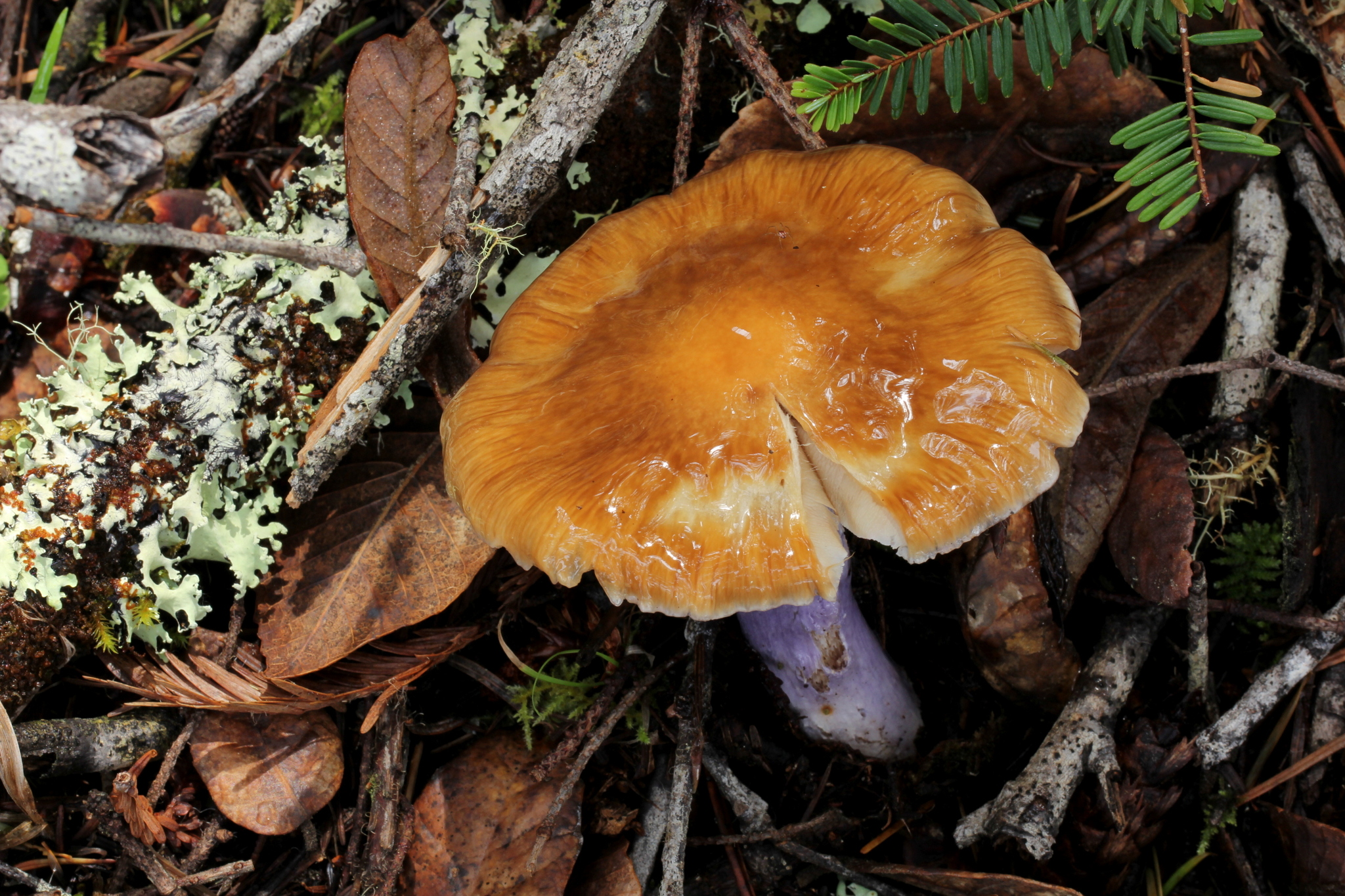 Cortinarius vanduzerensis image