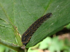 Lagium atroviolaceum