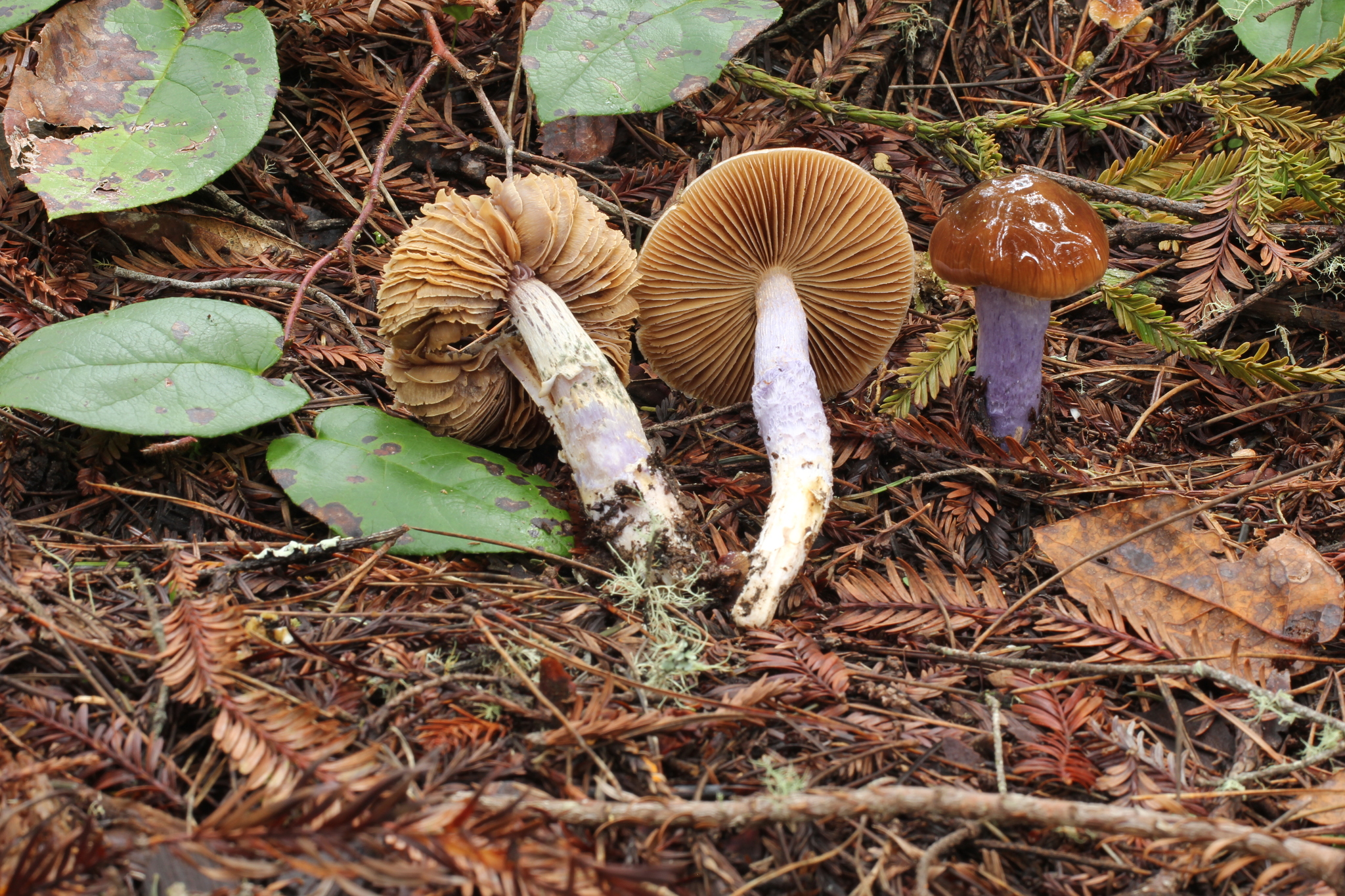 Cortinarius vanduzerensis image