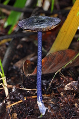 Entoloma panniculus