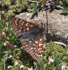Euphydryas anicia brucei