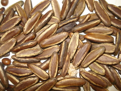 Delonix regia flavida