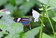 Dismorphia theucharila fortunata