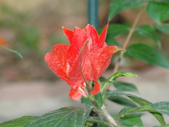 Ruellia chartacea
