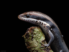 Allapalli Grass Skink photo 5