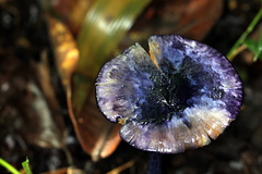 Entoloma panniculus