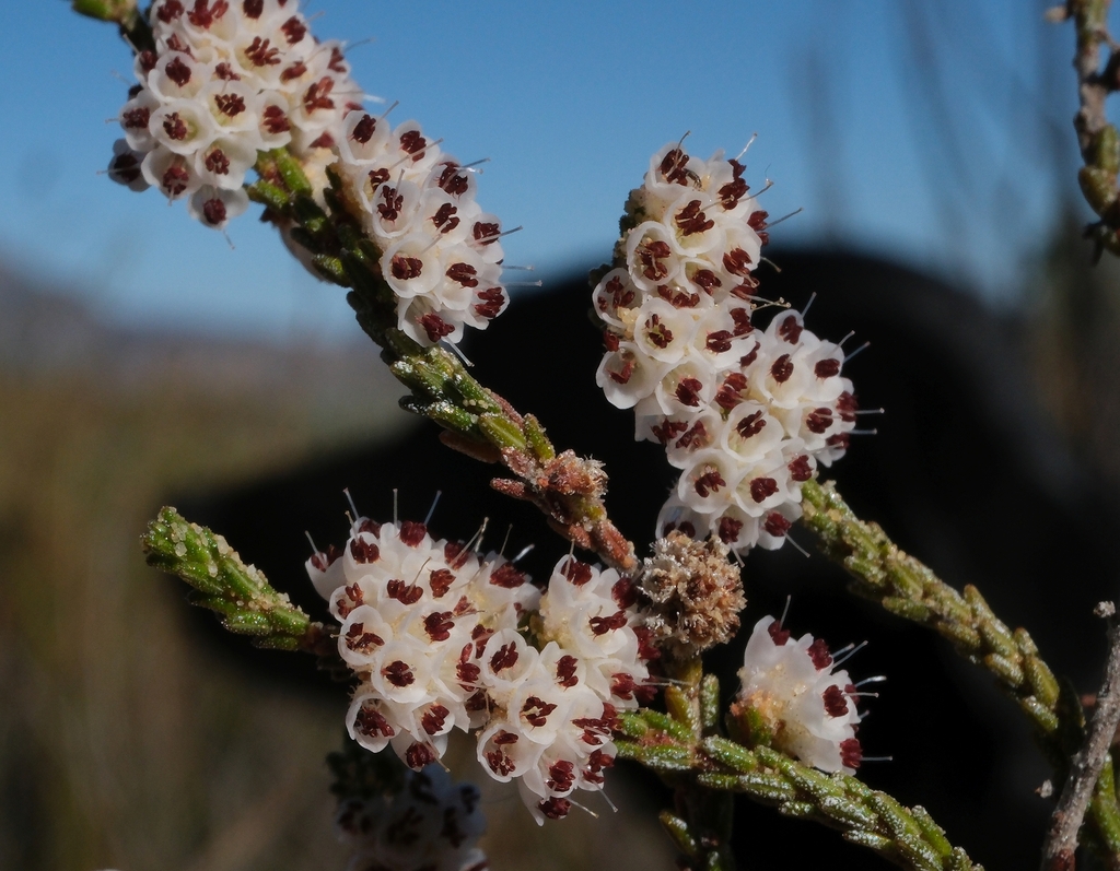 Erica caprina