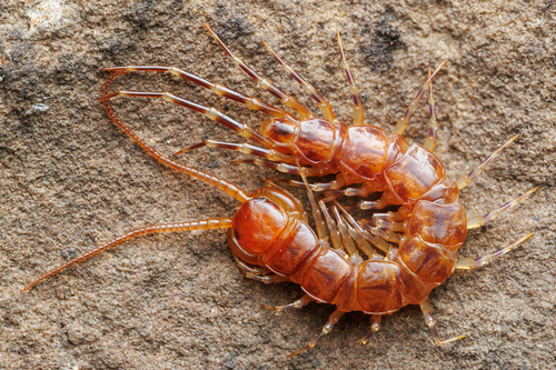 Banded Centipede, South Yorkshire, UK, photo 6 of 10
