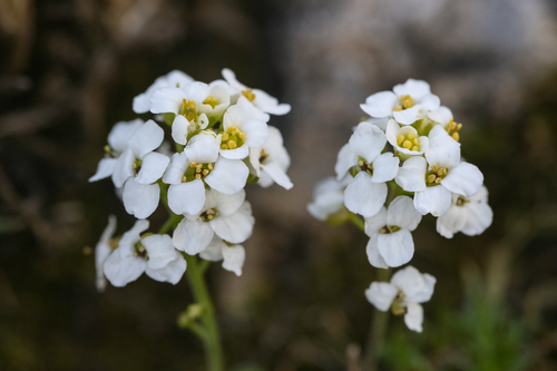 Hornungia alpina iNat (3)