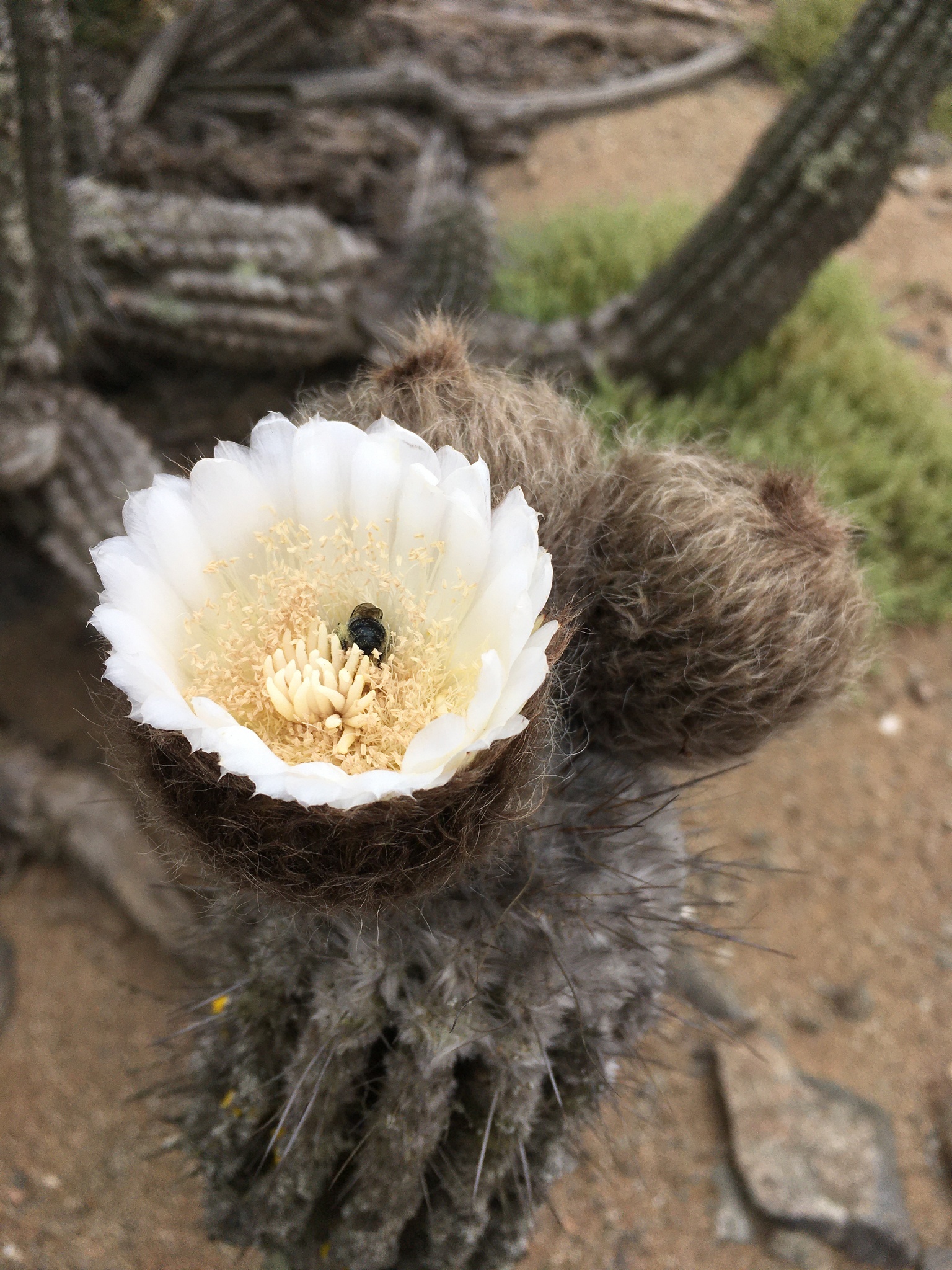 Eulychnia iquiquensis