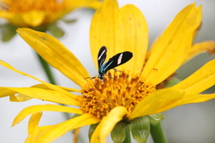 Mydromera notochloris