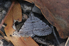 Dichromodes obtusata