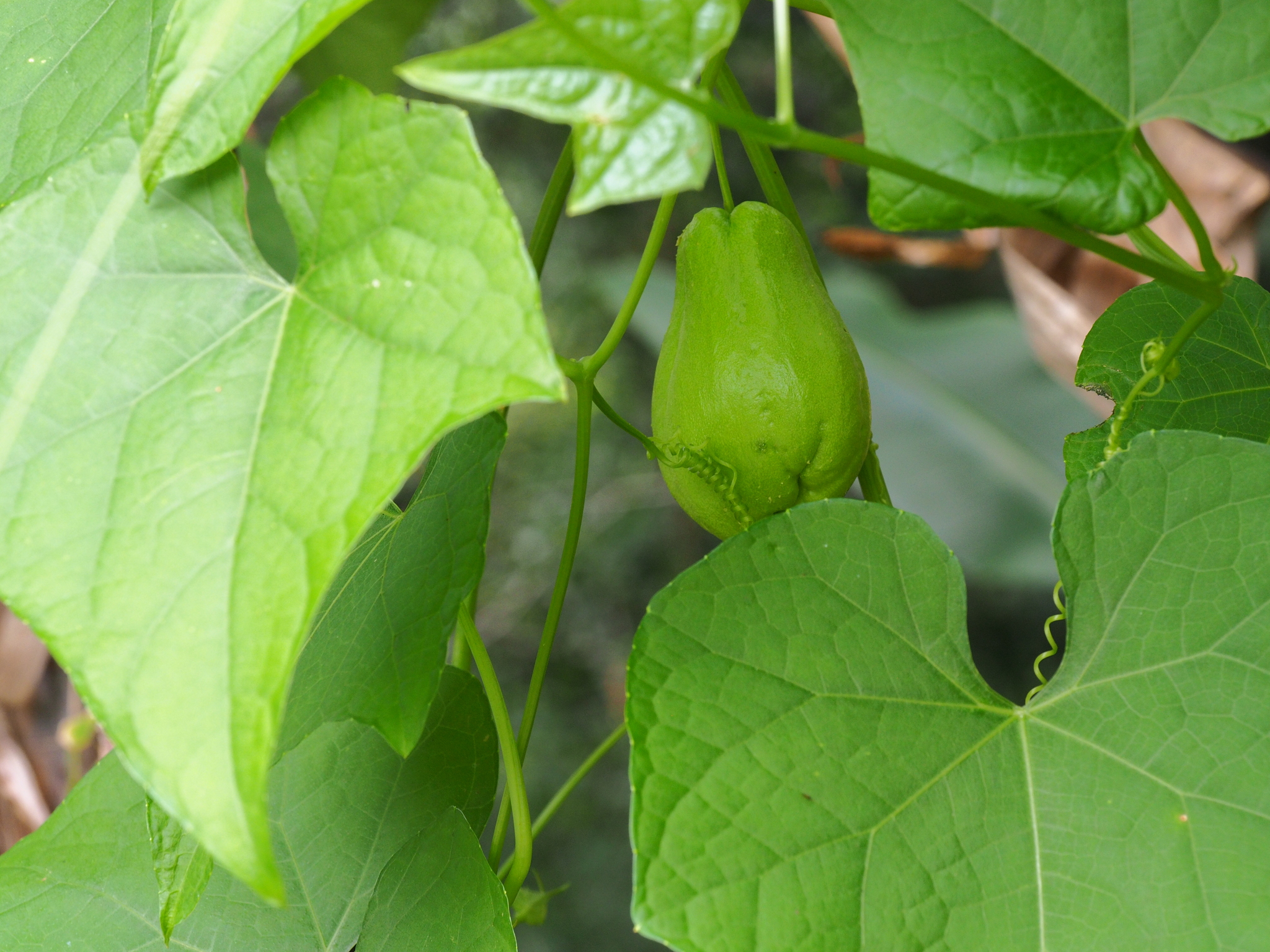 Sechium edule (Sechium edule)