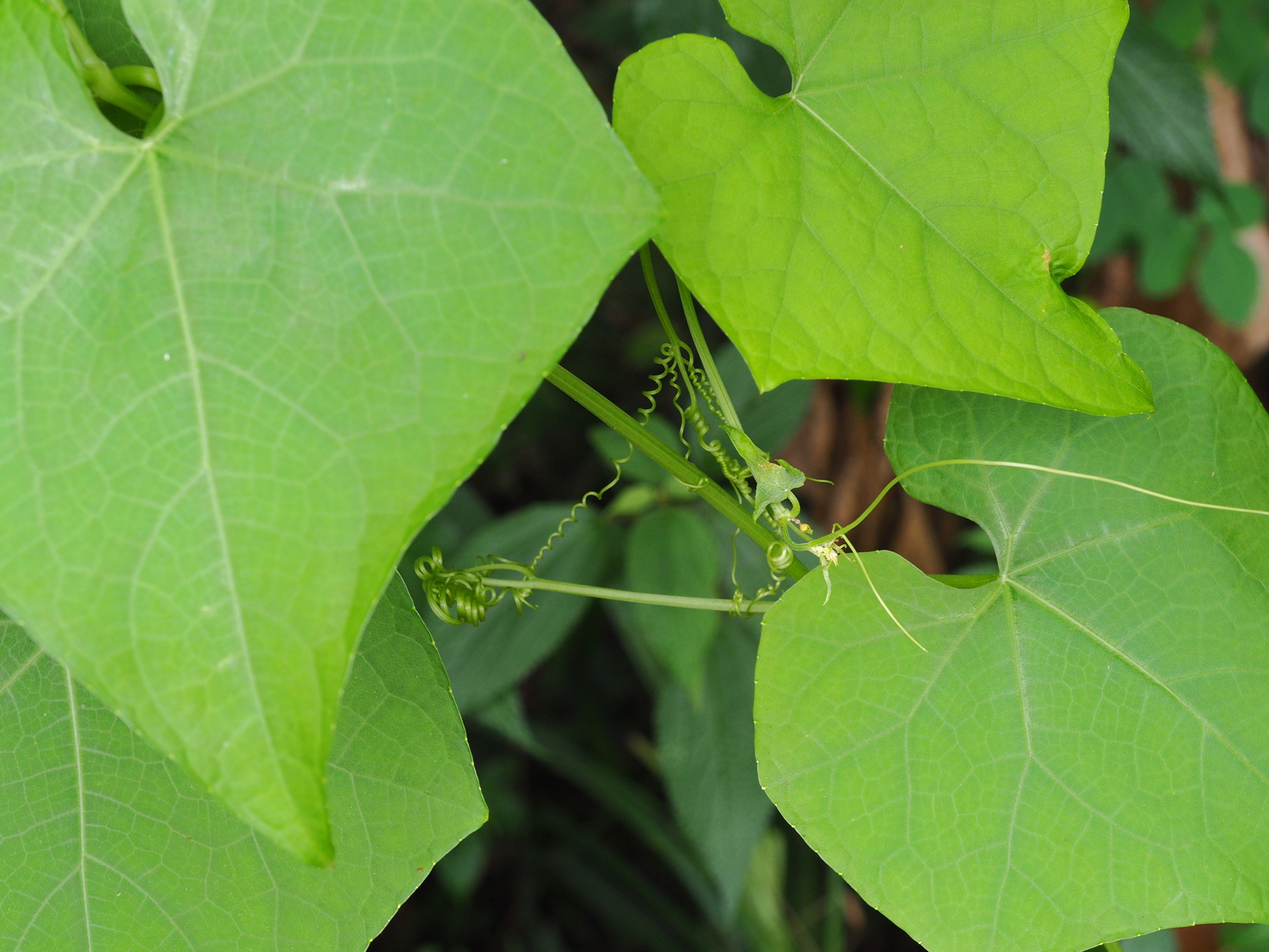 Sechium edule — ảnh 2