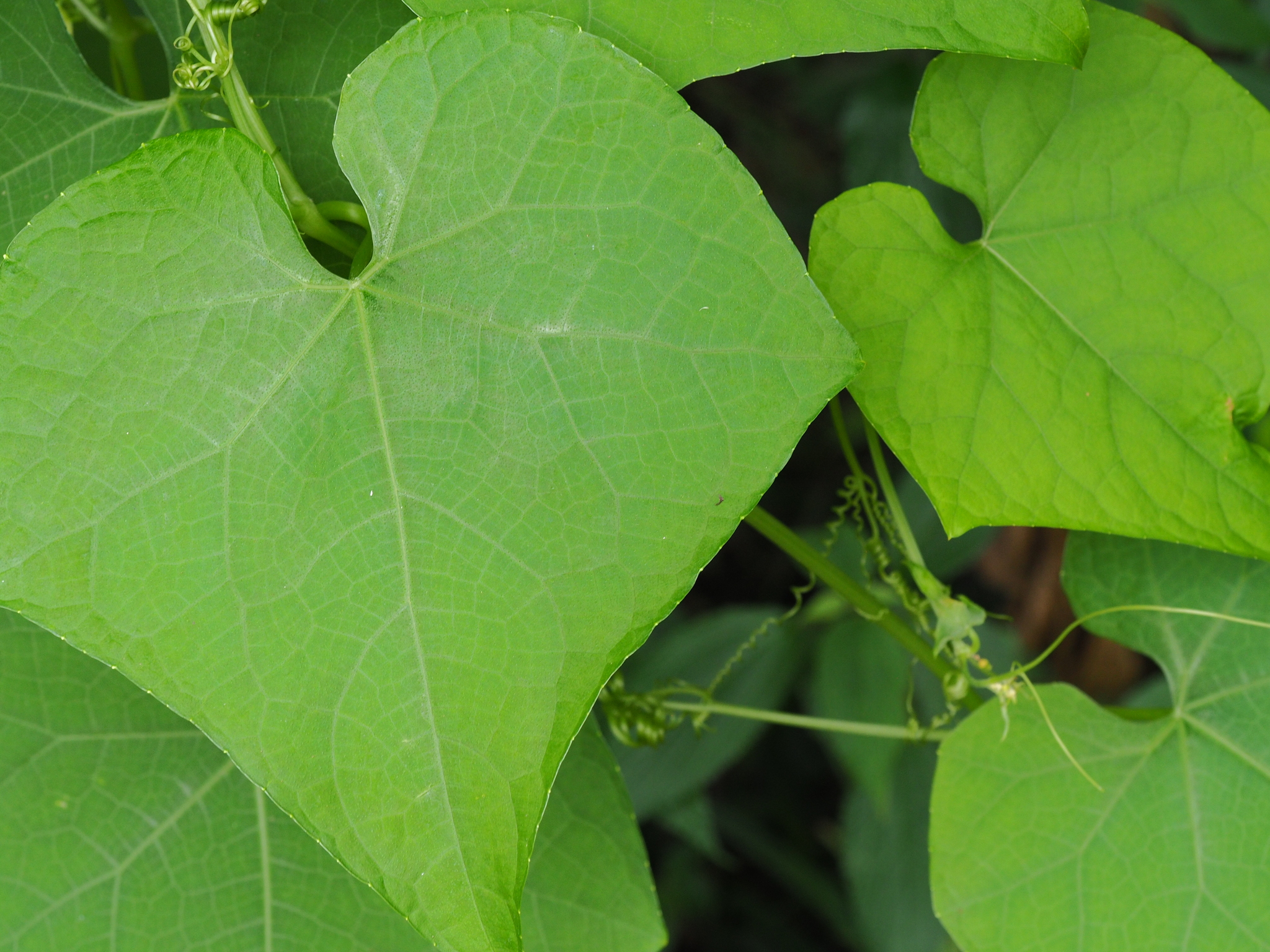 Sechium edule — ảnh 3