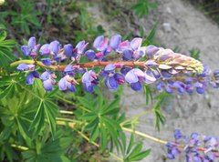 Lupinus