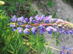 Lupinus