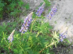 Lupinus