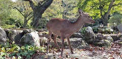 Cervus nippon