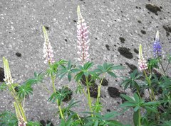 Lupinus