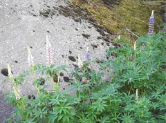 Lupinus