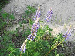 Lupinus