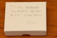 Psilocybe mescaleroensis